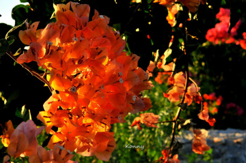 beautiful colour.. 