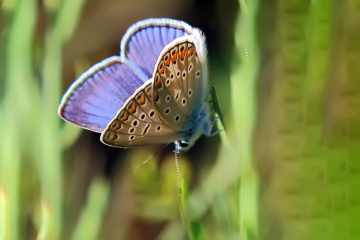 Kelebek XXII