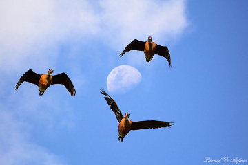 Ducks in heaven