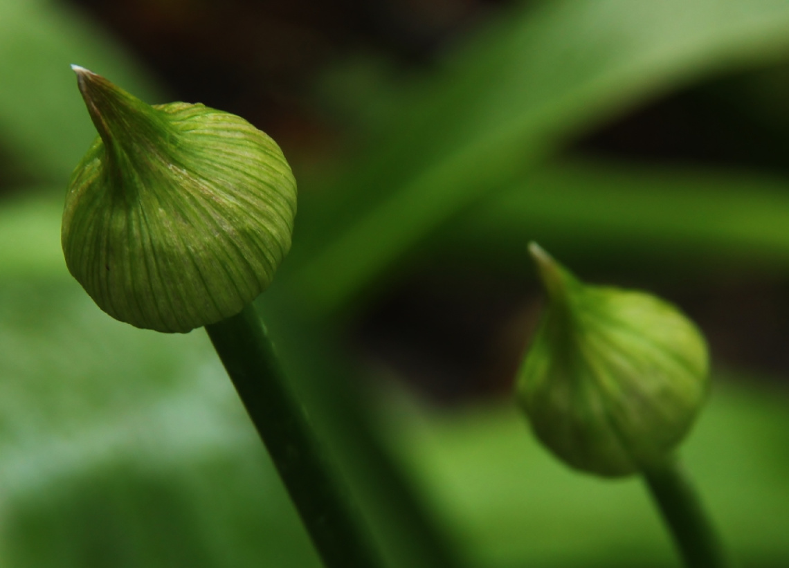 Green before flowering...