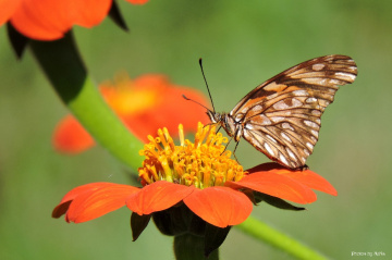 Mini butterfly