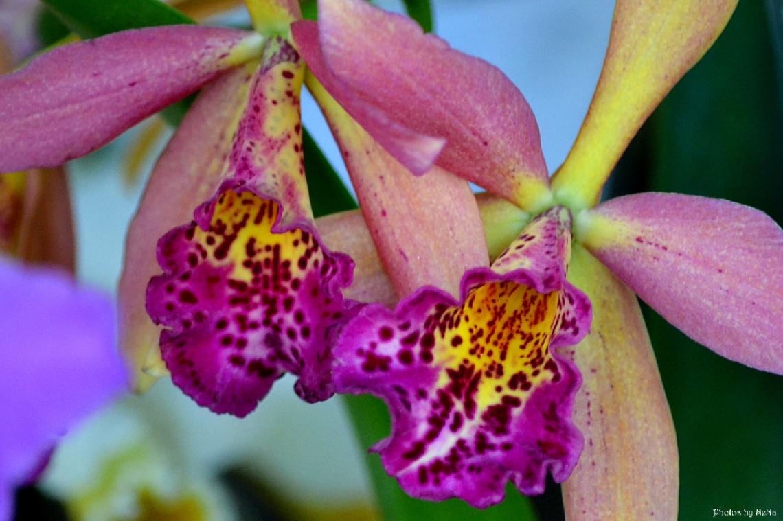 Orchids IV