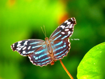 Blue Butterfly 