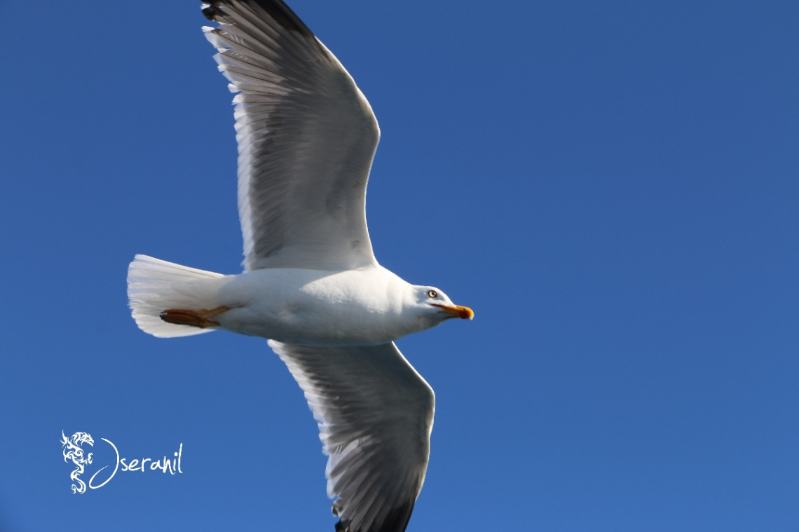 Seagull