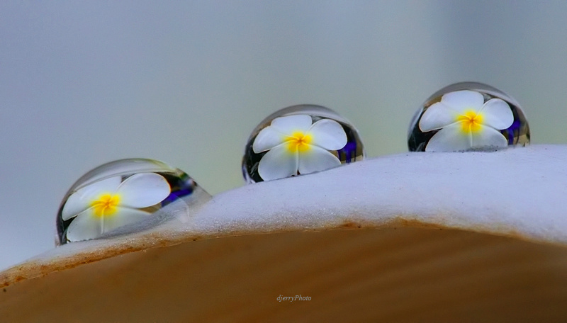 3 dews