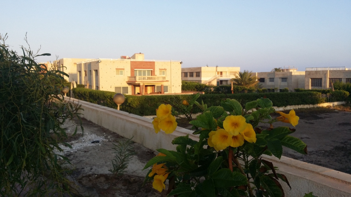 Egypt - North coast - chalet & yellow flowers