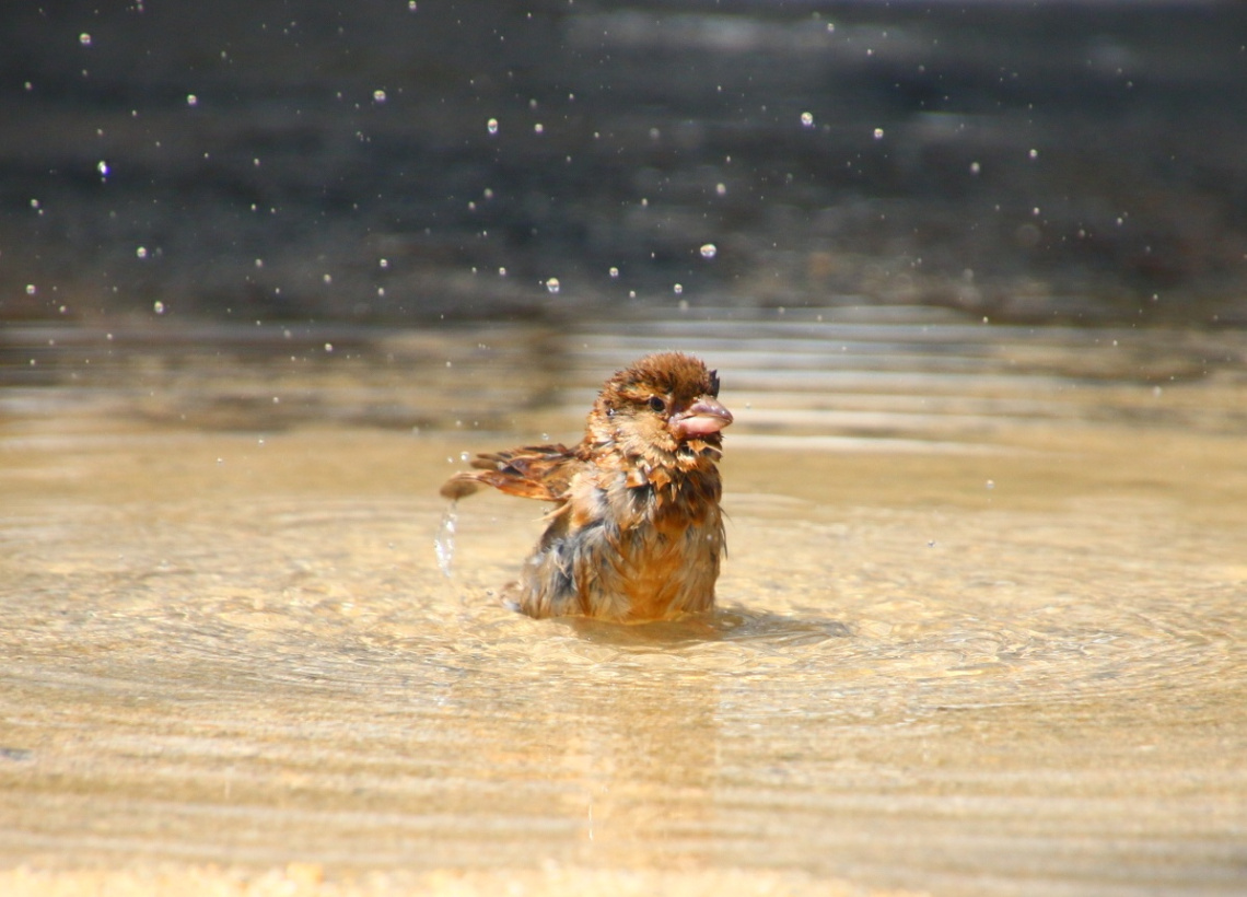 Bathing