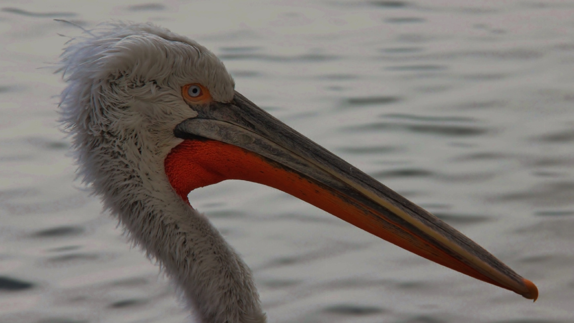 Dalmatian Pelican