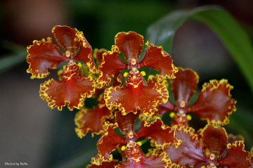 Chocolate orchid
