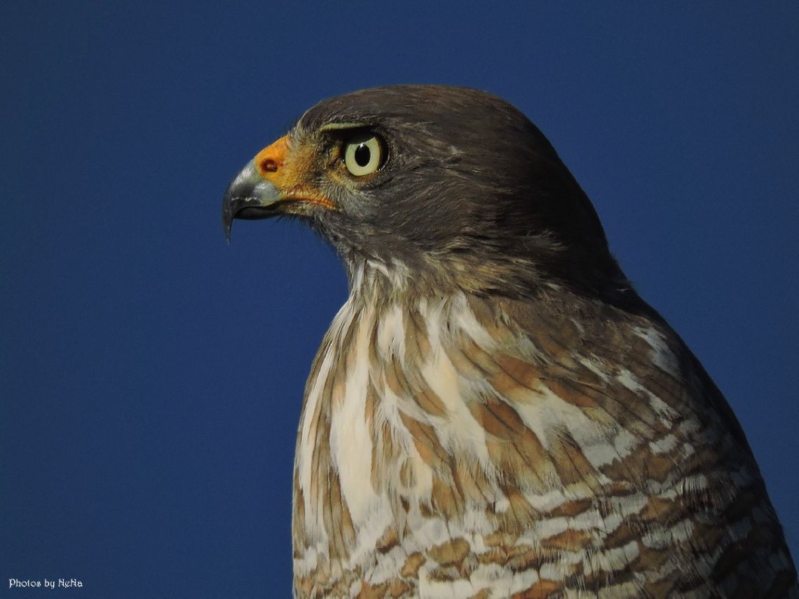 Look of a Hawk
