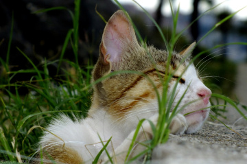 kedi