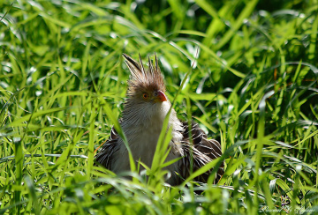 Resting on the grass