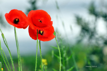 poppies ♥  