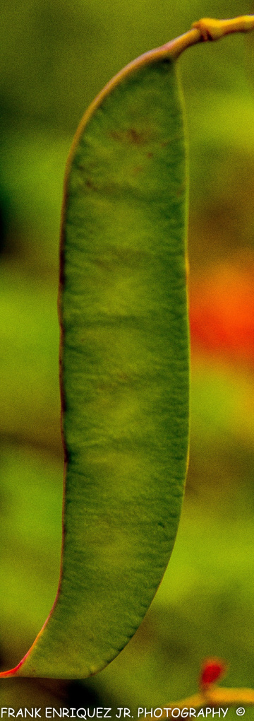 Bird of Paradise Pod 