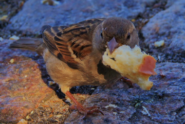 Small tame sparrow