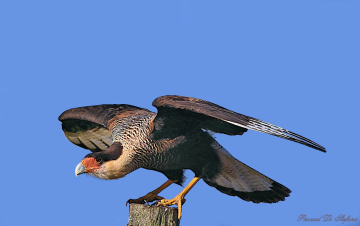 Time to fly