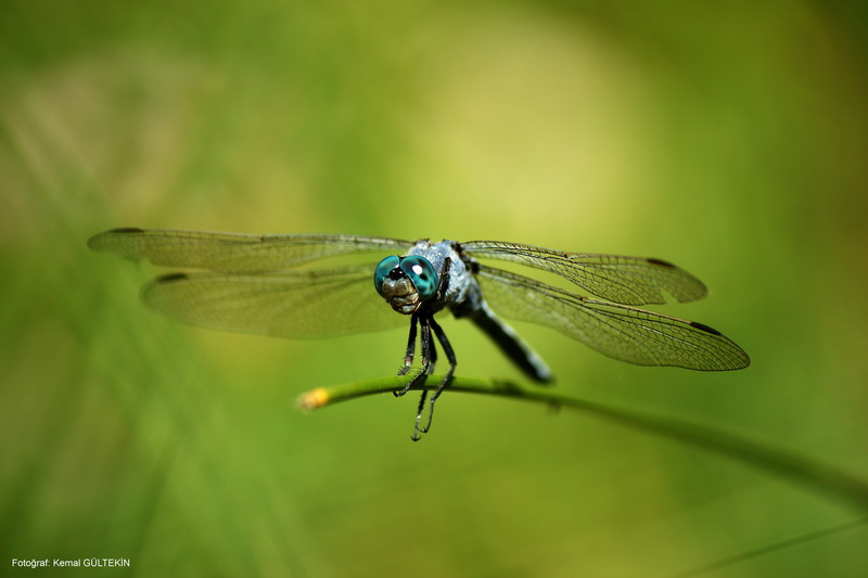 DRAGON FLY