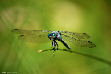 DRAGON FLY