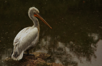 Dalmatian Pelican