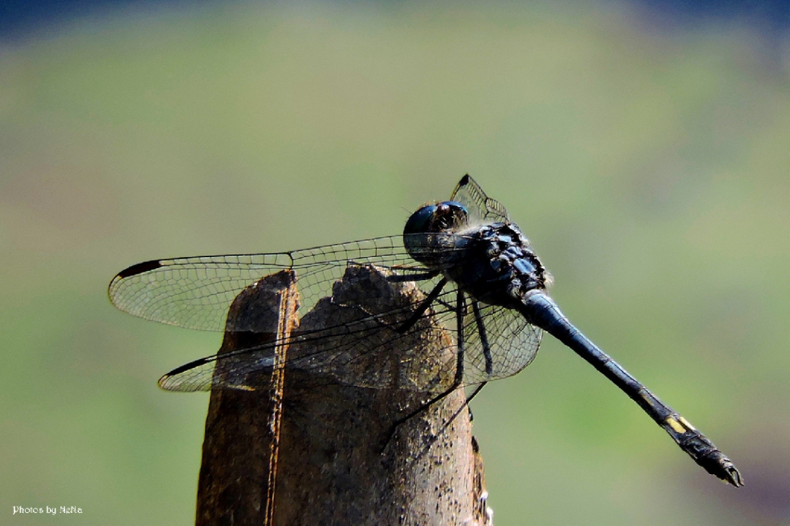 Details of a Dragonfly