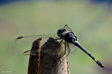 Details of a Dragonfly