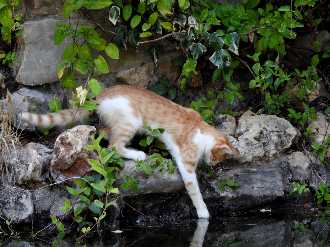 fish hunter.....
