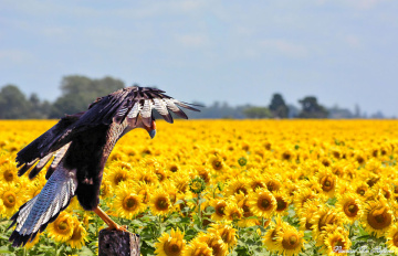 On the sunflowers