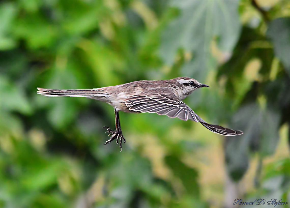 Mimus saturninus