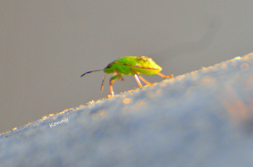 the little green... :)) 