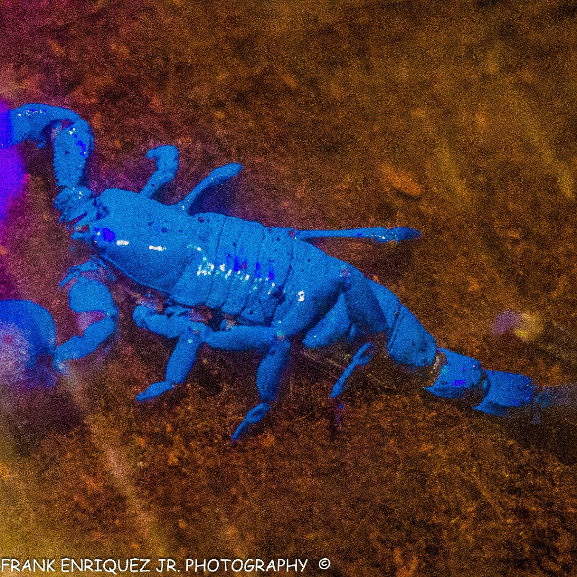 Arizona Scorpion Under A Black Light