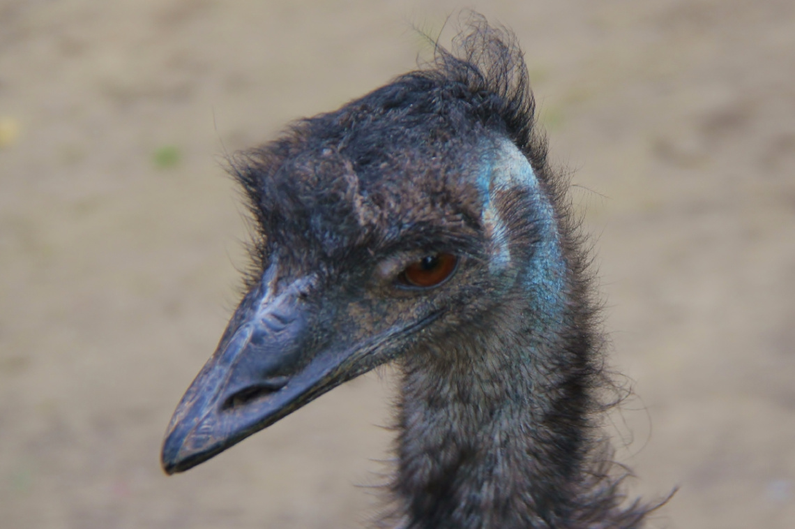 Emu