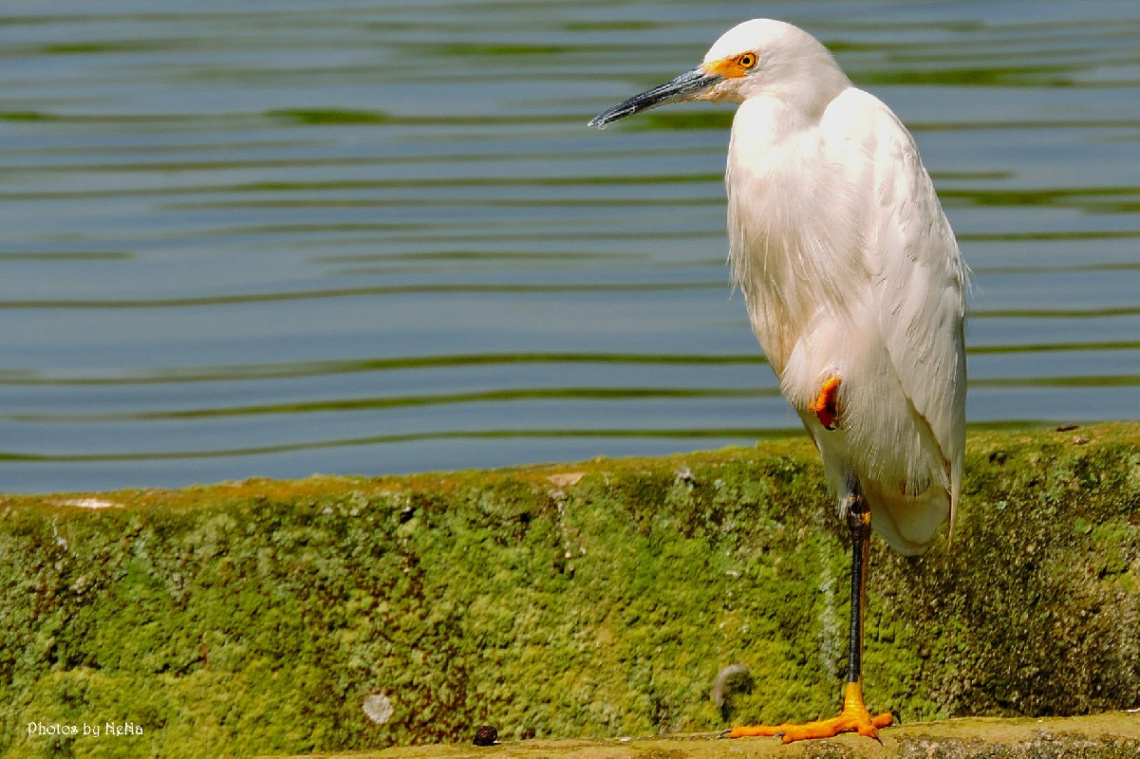 Egretta thula