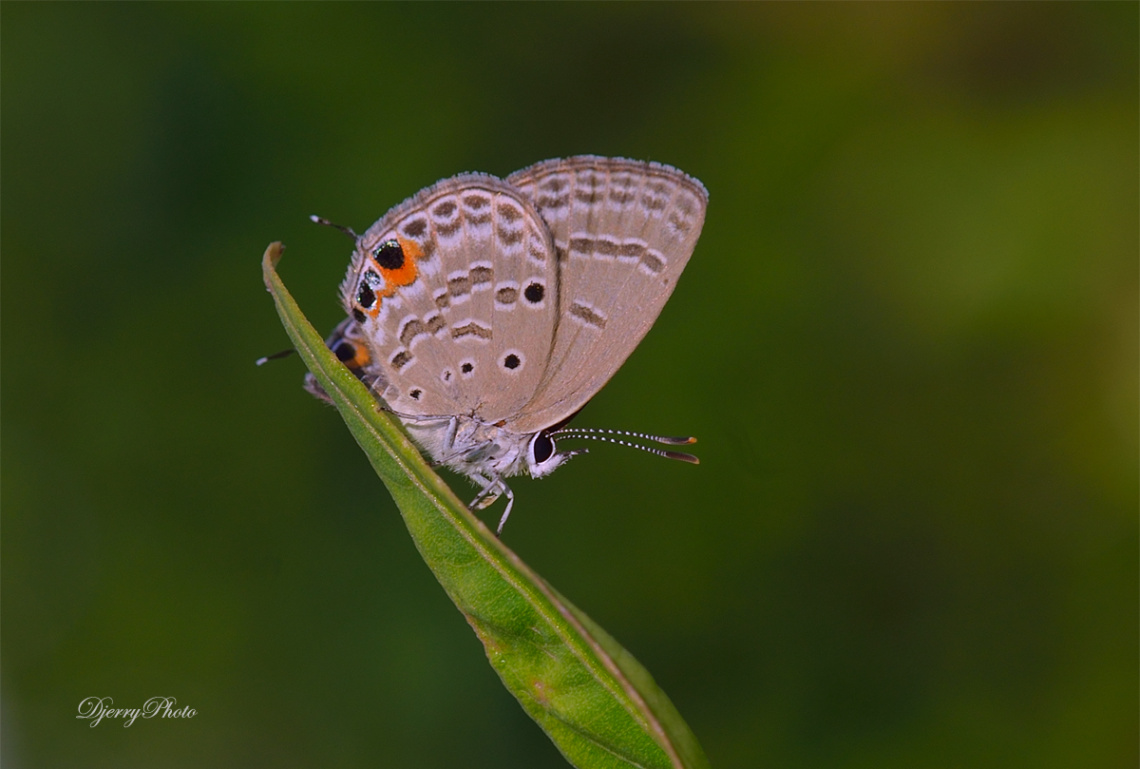 Mini Butterfly