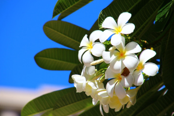 Plumeria