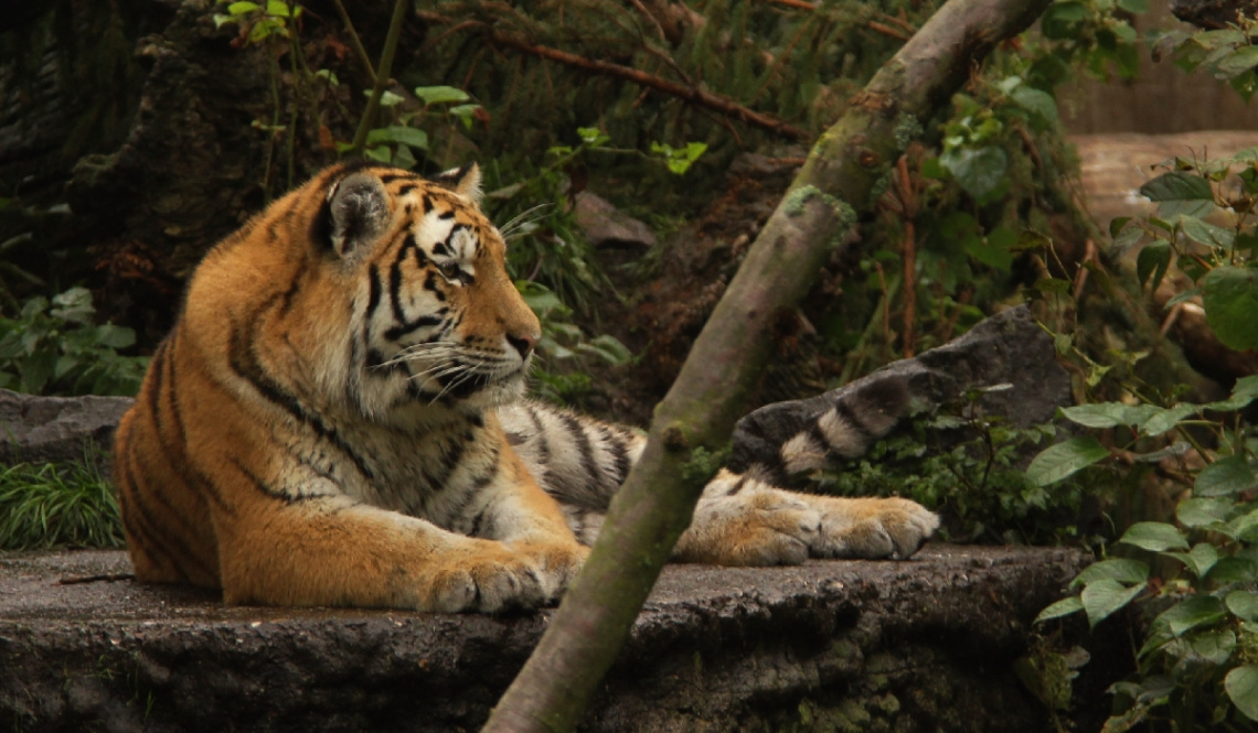 Amur Tiger