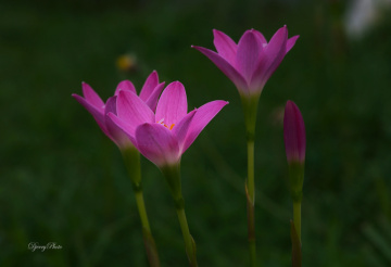 Wildflowers