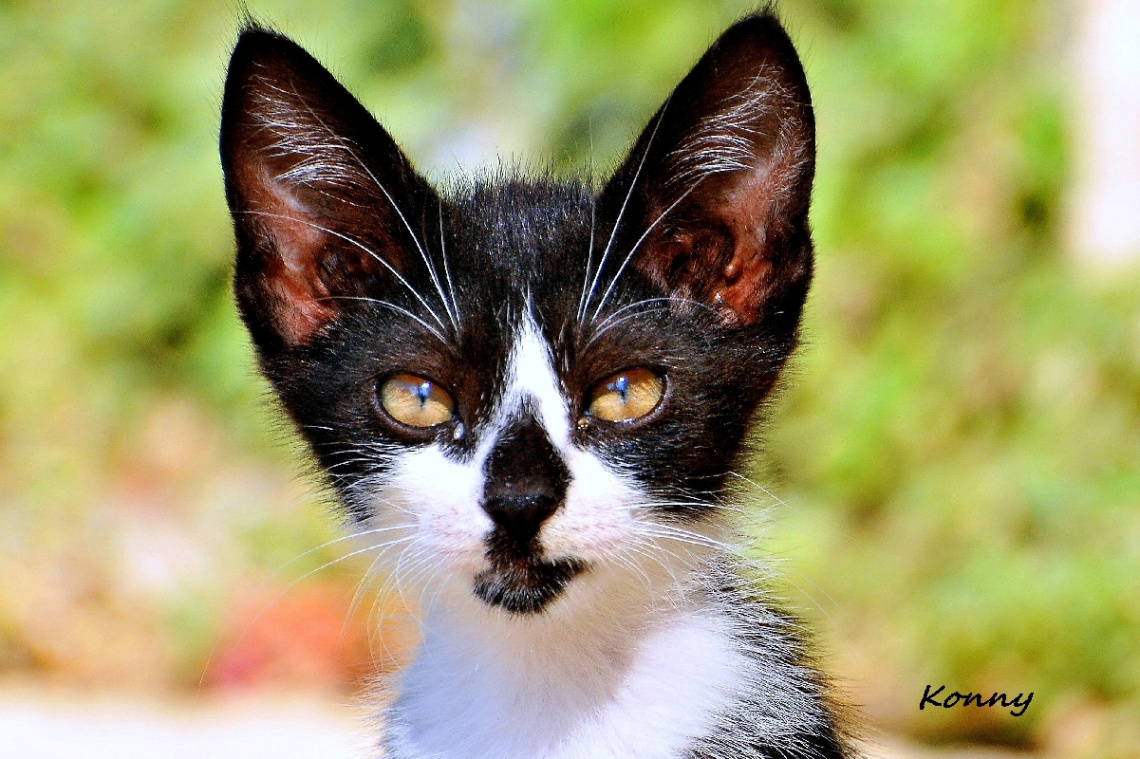 kitten  ...♥  ♥  ♥  