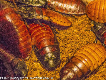Roachzillas