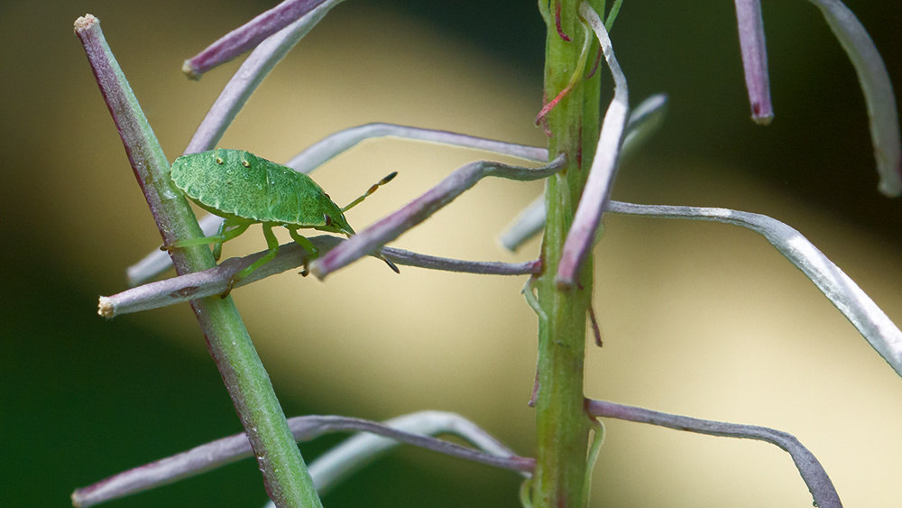 Green Shield Bug Nymph