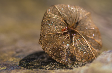 Physalis