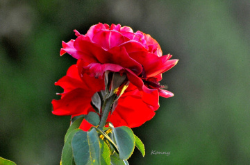 red roses 