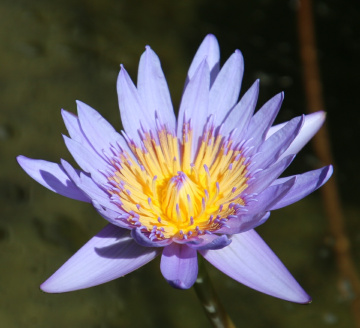 waterlily