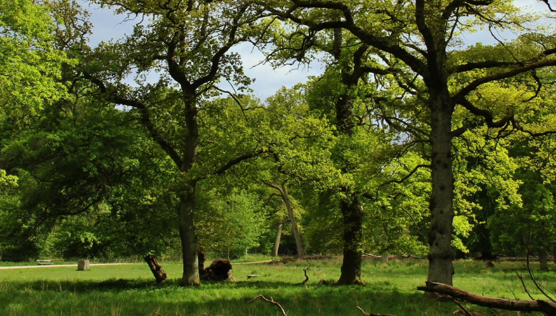 The Beech Forest