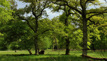 The Beech Forest