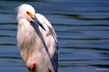 Egret