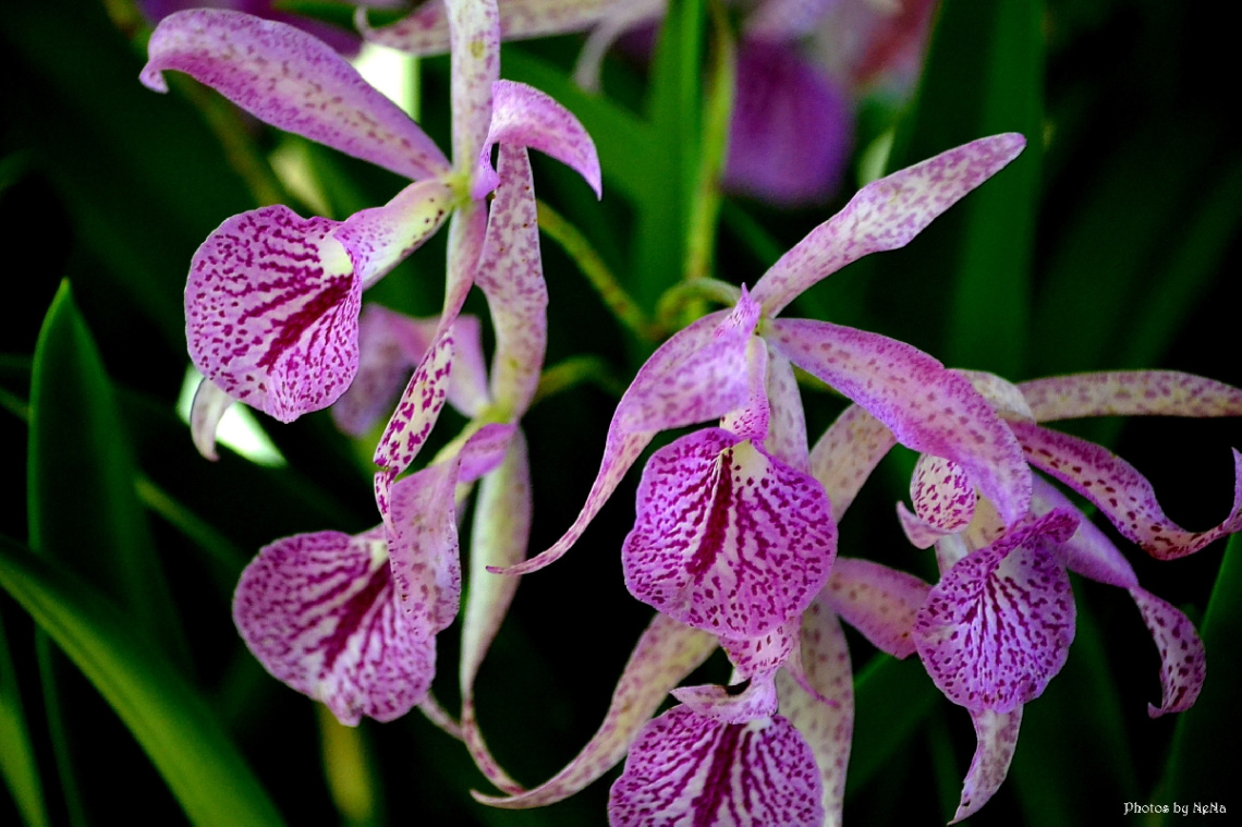 Orchids V