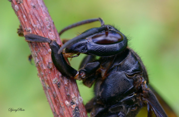 Wasp