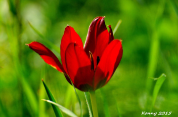 wild tulip 