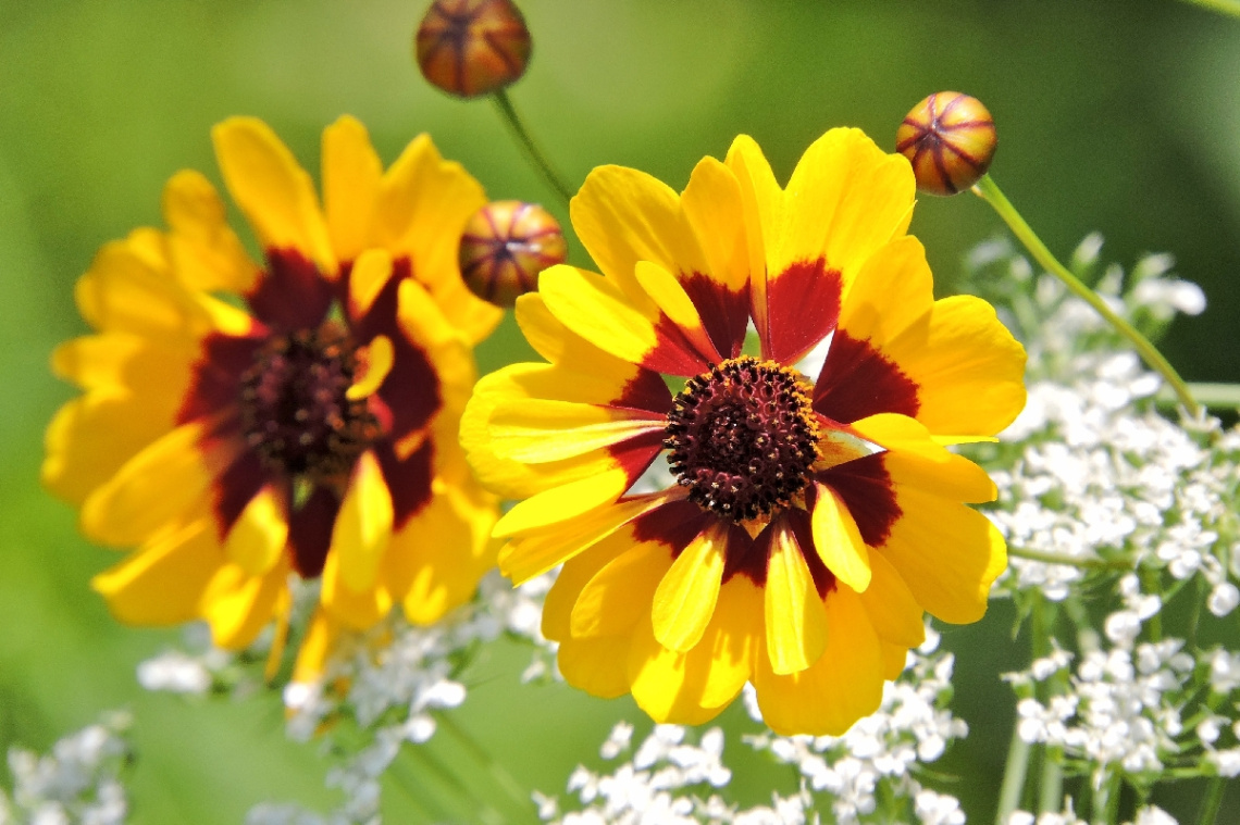 Yellow Flowers 