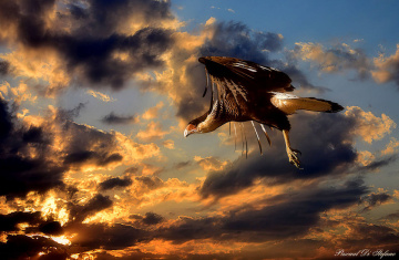 Flying in the sunset II